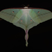 Chinese Moon Moth - Photo (c) Pasteur Ng, all rights reserved, uploaded by Pasteur Ng