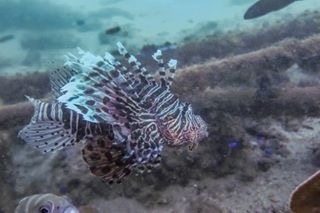 Red Lionfish