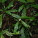 Baloghia marmorata - Photo (c) Nicholas John Fisher, todos os direitos reservados