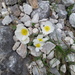 Papaver alpinum alpinum - Photo (c) paatrick95, todos los derechos reservados