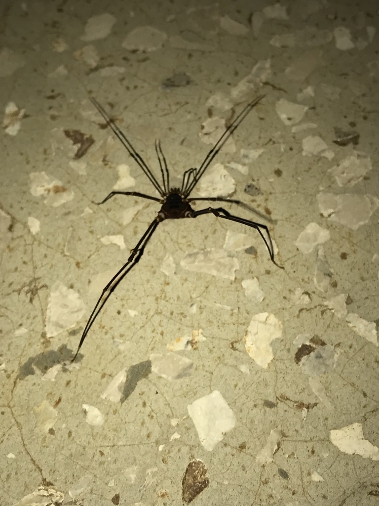 Gonyleptoidea from Perez Zeledon, San Jose, CR on March 27, 2022 at 09