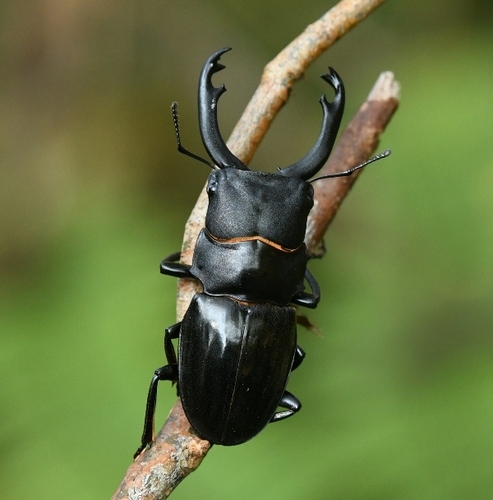 Calcodes carinatus
