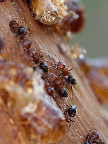 Crematogaster frivolaCrematogaster frivola