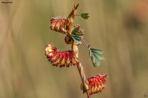 Kotschya strobilantha · iNaturalist