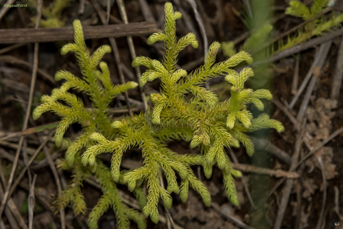 Lycopodiaceae image