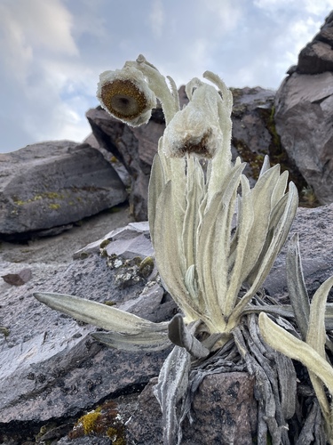 Cóndor apacheta