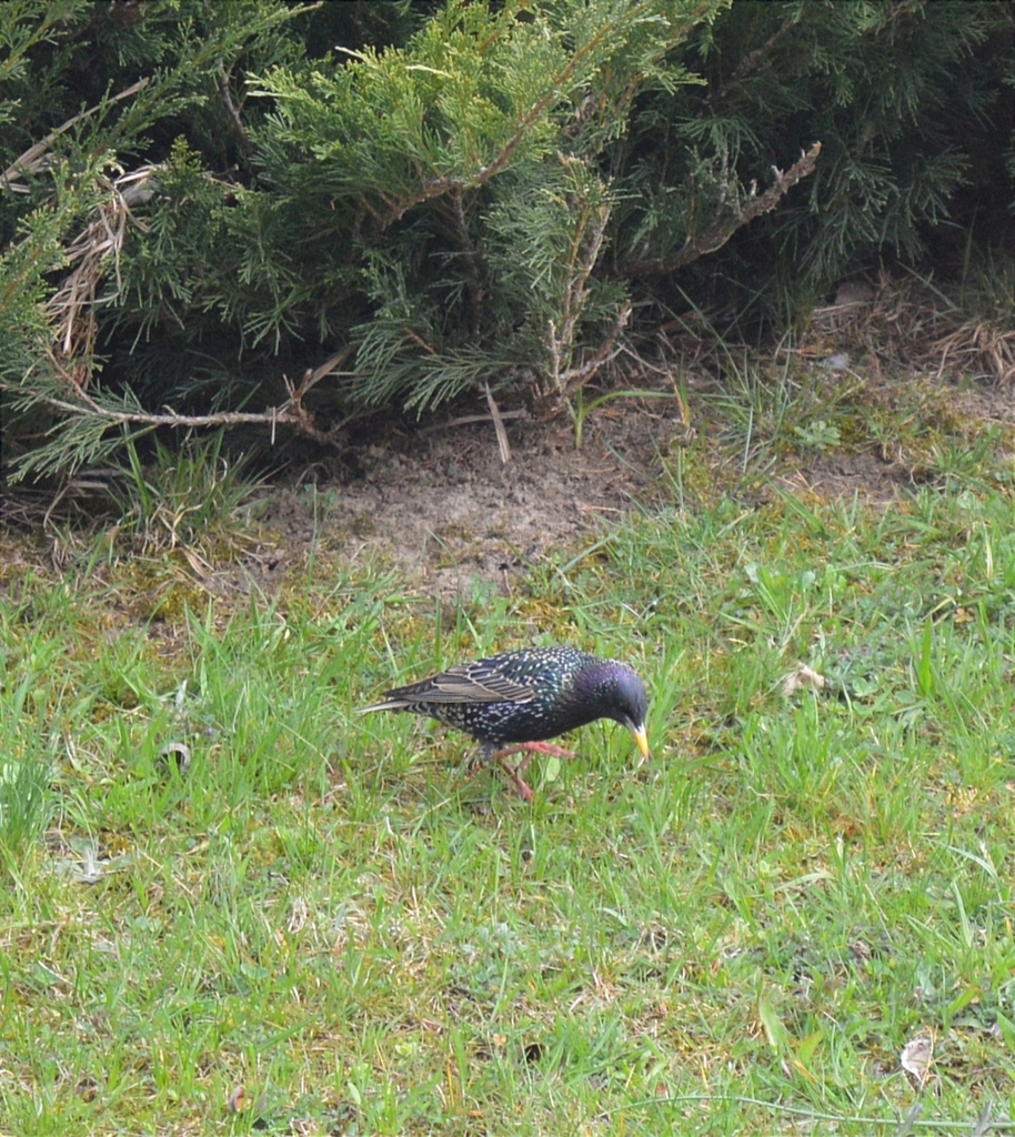 european-starling-from-ni-n-nemeck-58-072-52-ni-n-nemeck