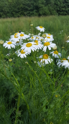 Corn Chamomile