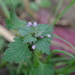 Cutleaf Deadnettle - Photo (c) Jose, all rights reserved, uploaded by Jose