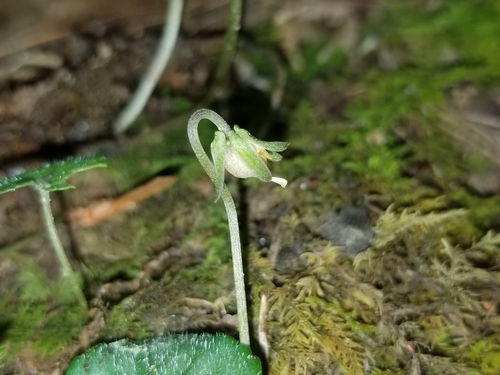 Viola X cordifolia