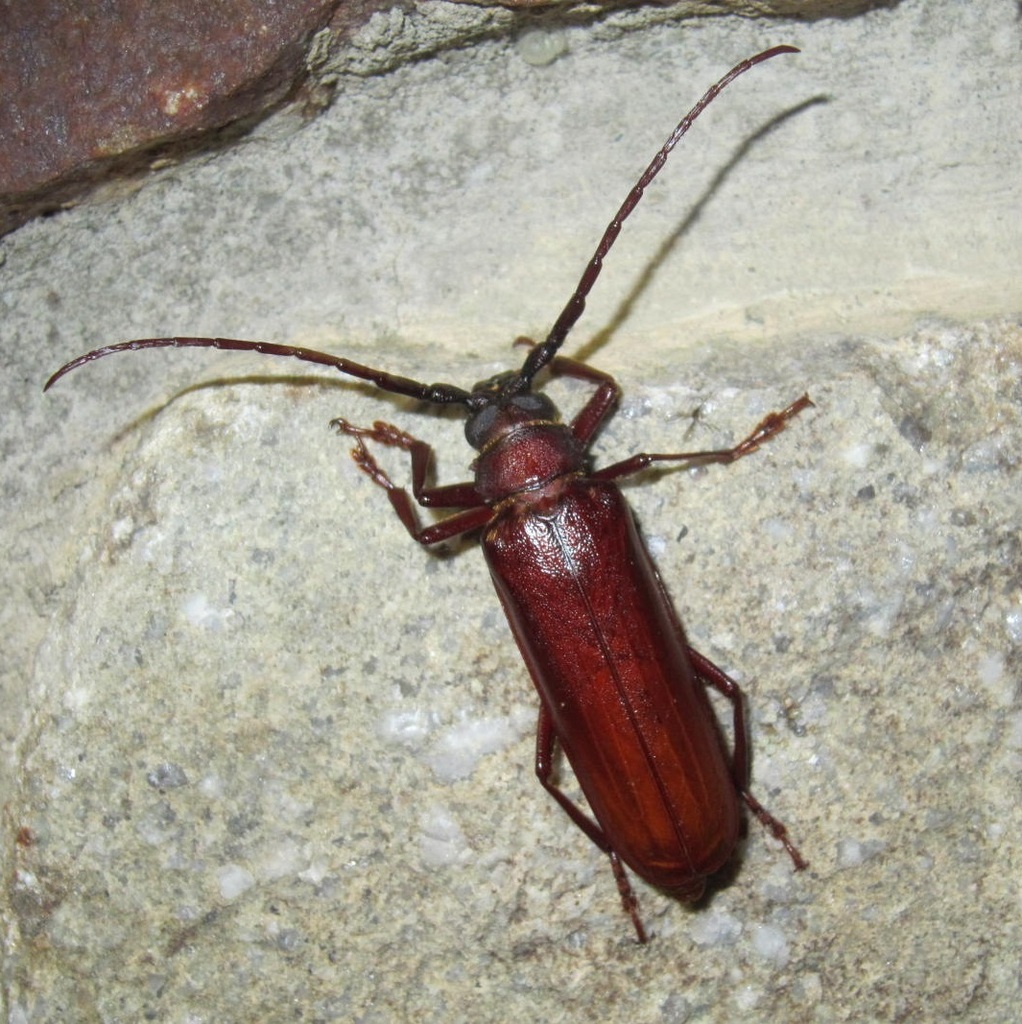 Brown Prionid from Fentress County, TN, USA on July 19, 2021 at 09:20 ...