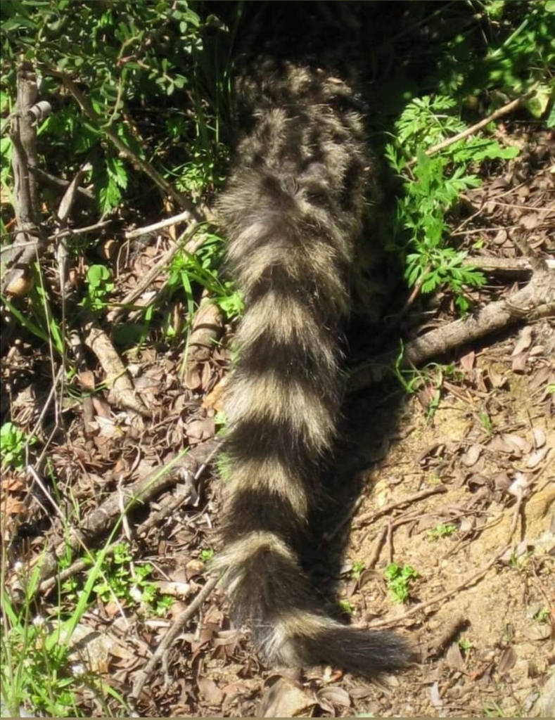 Northern Small-spotted Genet from Aïn Zouit, Algérie on March 28, 2022 ...