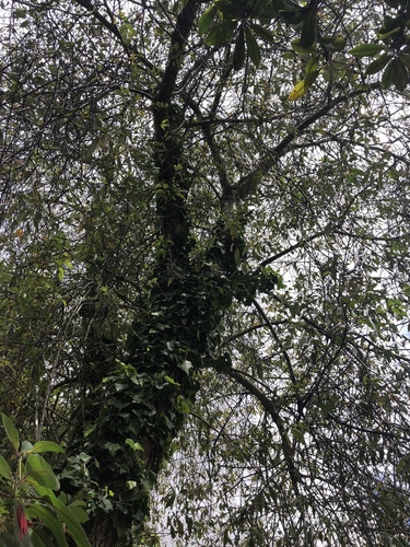 Prunus serotina image