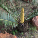 Encephalartos cerinus - Photo (c) Lionel Dedekind, all rights reserved, uploaded by Lionel Dedekind