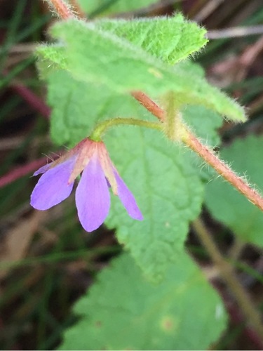 How to identify Tremandra stelligera R.Br. ex DC.