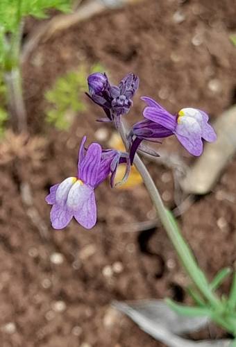 Linaria ricardoi