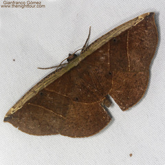 Image of Cimicodes albicosta