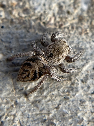 Habronattus cuspidatus