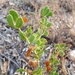 Zygophyllum apiculatum - Photo (c) teresa1, all rights reserved