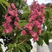 Red Horse-Chestnut - Photo (c) owenpartridge, all rights reserved