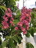 Red Horse-Chestnut - Photo (c) owenpartridge, all rights reserved