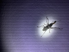 Rhinostomus barbirostris image