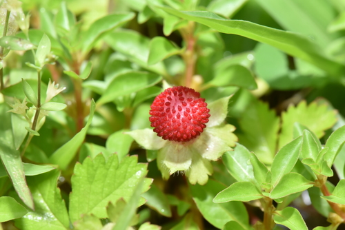 Lesser Mock-strawberry