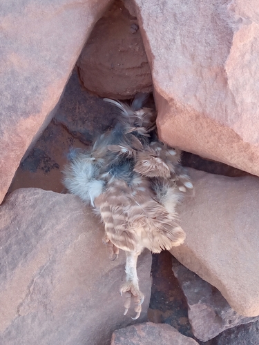 Athene noctua saharae