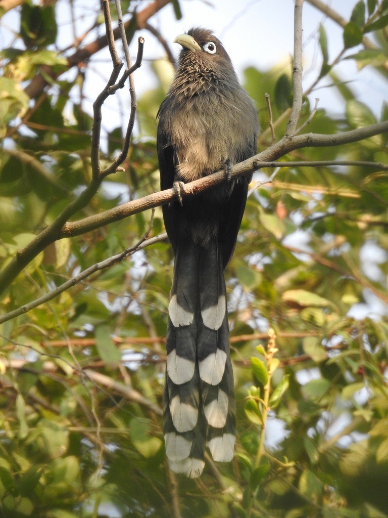 Blue Malkoha photo