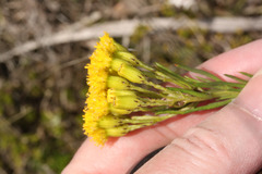 Image of Monticalia teretifolia