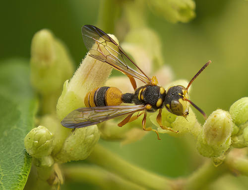 Cerceris australis · iNaturalist