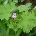 Round-leaved Crane's-Bill - Photo (c) Tig, all rights reserved, uploaded by Tig