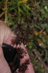 Eragrostis nigricans image