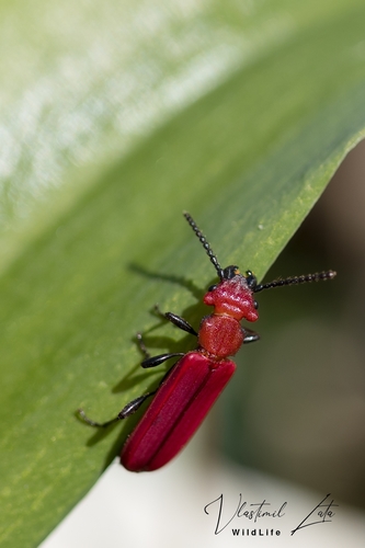 Cucujus cinnaberinus