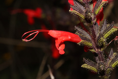Image of Salvia hirtella