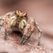 V-Signed Jumping Spider - Photo (c) Titouan Roguet, all rights reserved, uploaded by Titouan Roguet