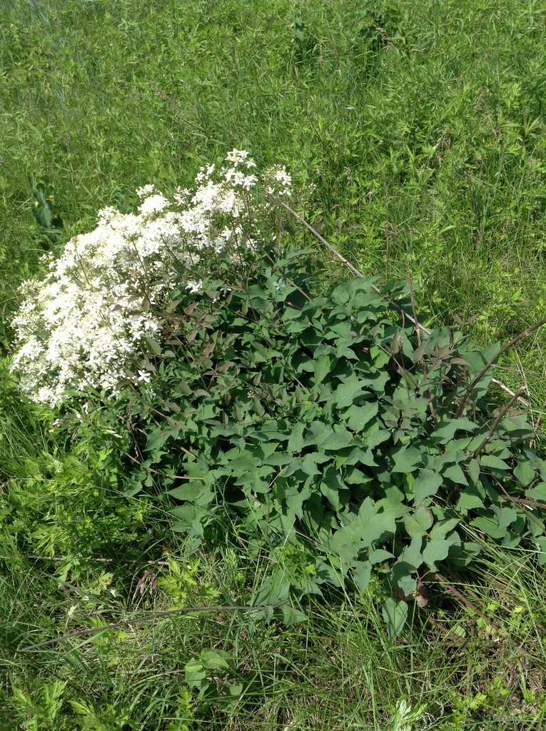 Clematis recta (Clematis recta)