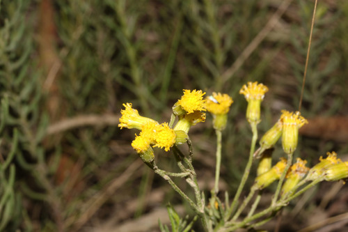 Monticalia teretifolia image