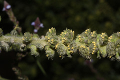 Ambrosia arborescens image