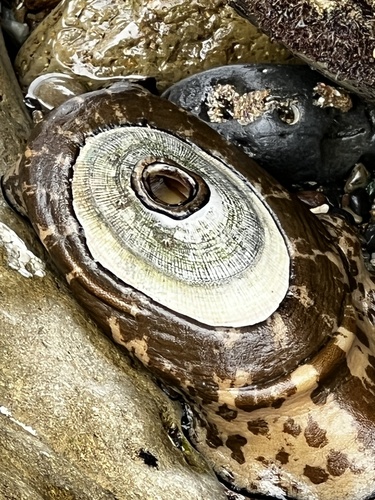 Giant Keyhole Limpet