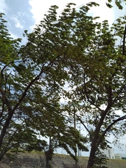 Muntingia calabura image