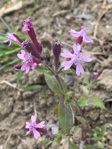 Silene aegyptiaca (L.) L.fil.