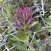 Trifolium dasyurum - Photo (c) Konstantinos Barsakis, todos los derechos reservados, subido por Konstantinos Barsakis