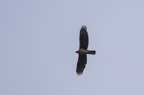 Bonelli's Eagle