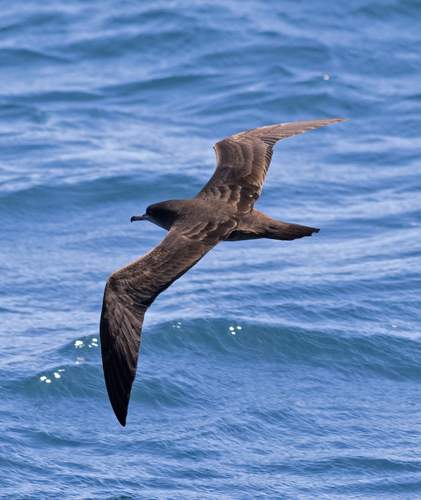 Wedge-tailed Shearwater