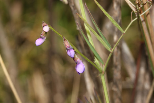 Vicia setifolia image