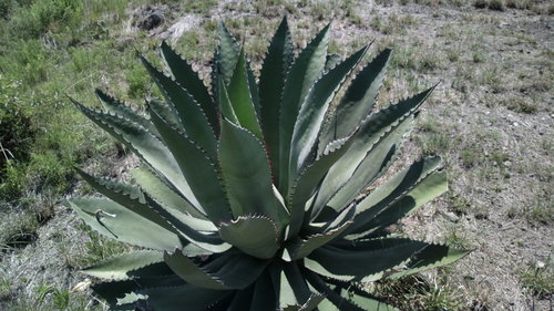 Agave inaequidens
