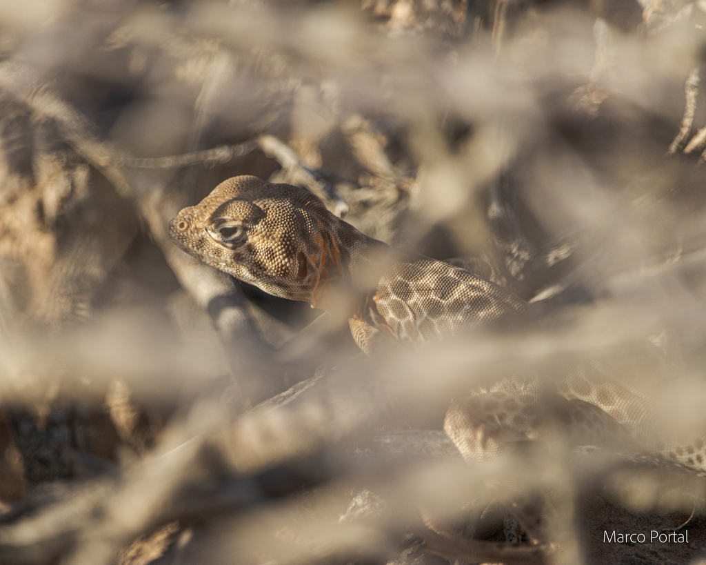 Venerable Collared Lizard in March 2022 by marcoportal · iNaturalist