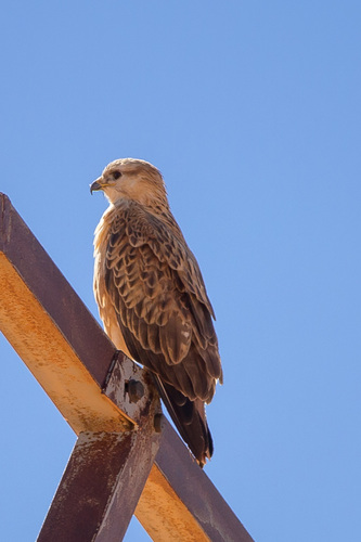 Atlas Long-legged Buzzard