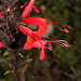 Salvia hirtella - Photo 由 Ruth Ripley 所上傳的 (c) Ruth Ripley，保留所有權利